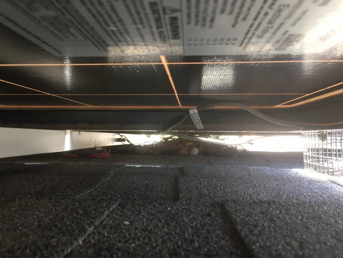 Bird's nest found under a residential solar panel